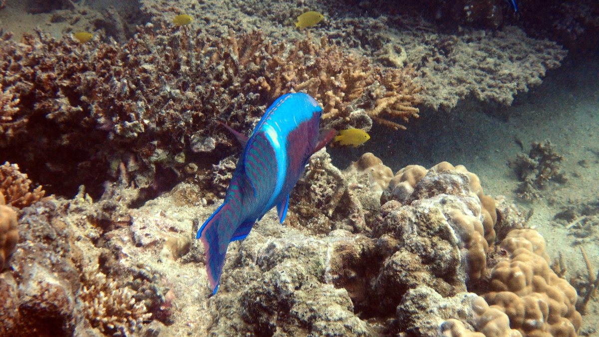 Scarus schlegeli