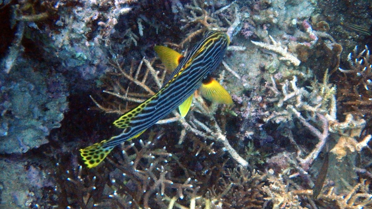 Plectorhinchus lineatus