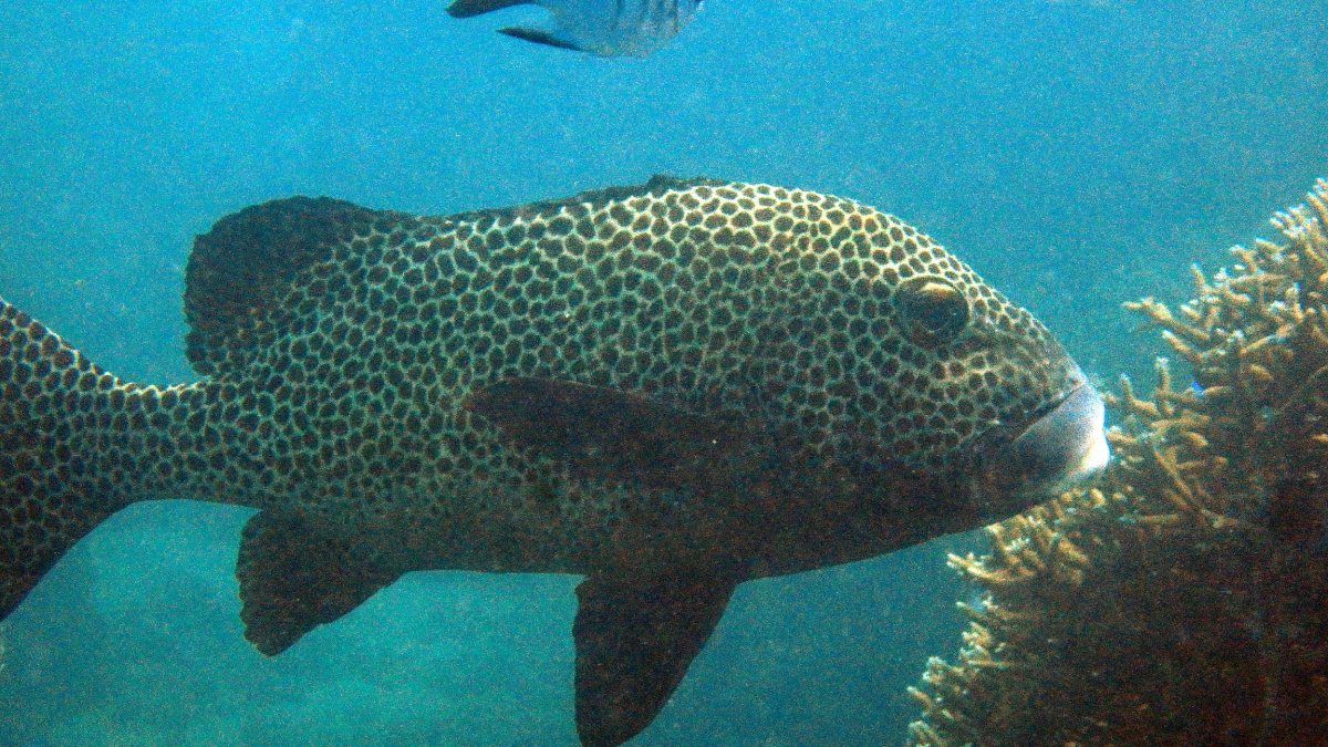 Plectorhinchus chaetodonides