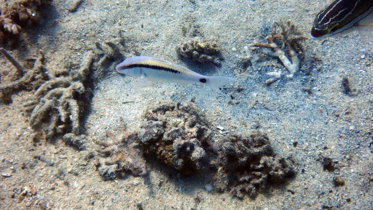 Parupeneus barberinus