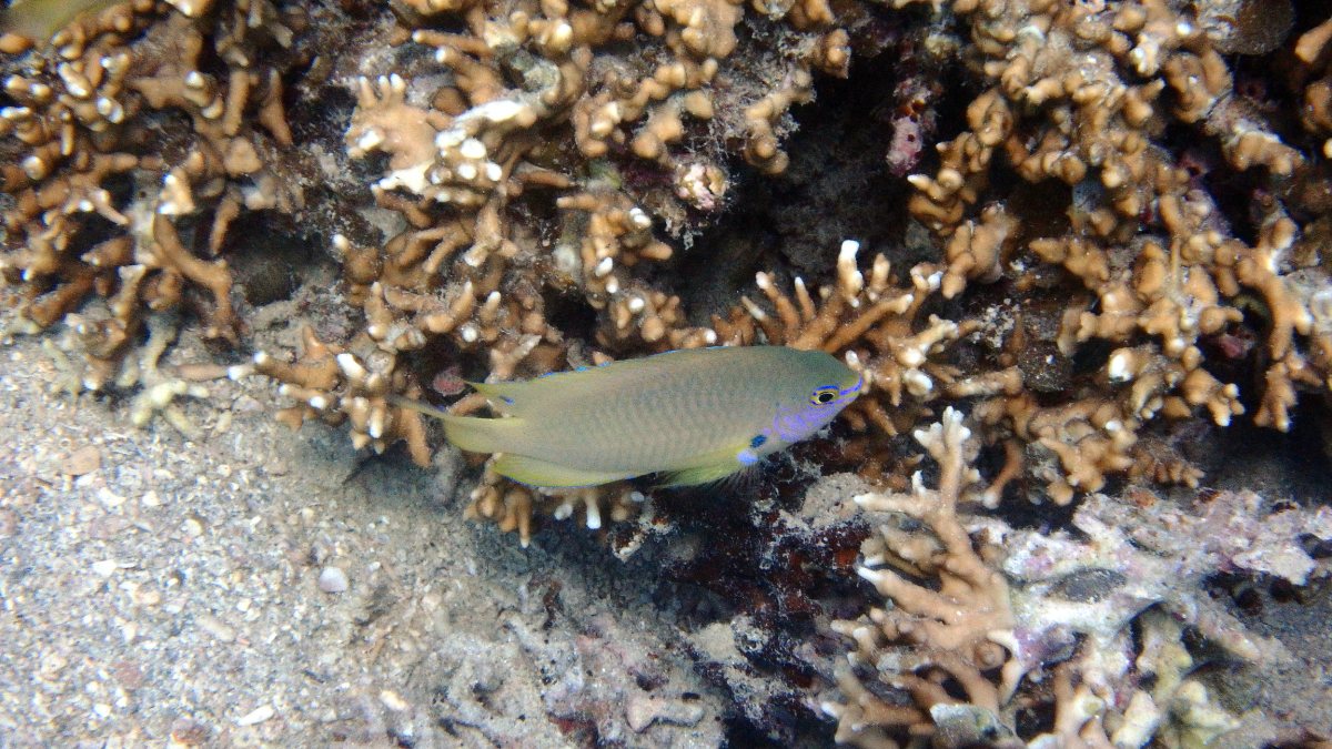 Pristotis obtusirostris