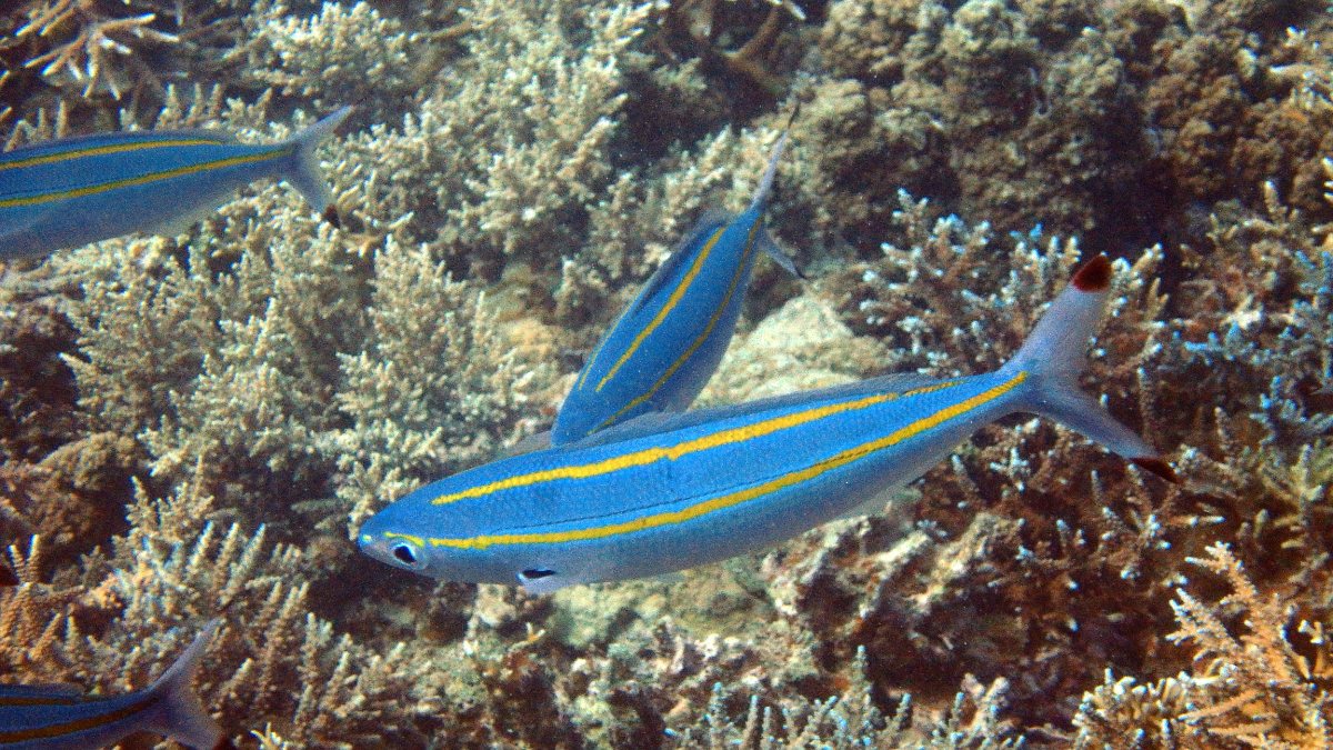 Pterocaesio digramma