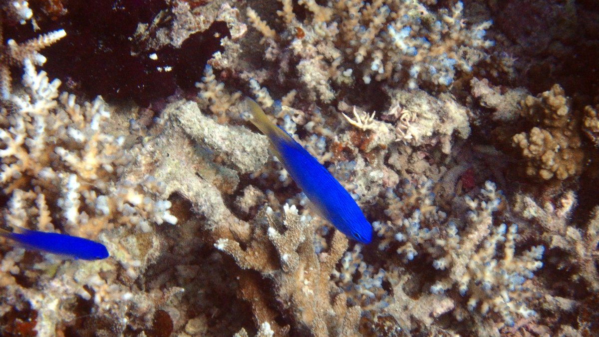 Chrysiptera taupou