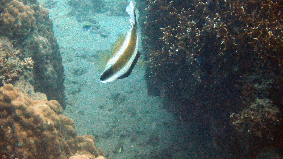 Heniochus chrysostomus