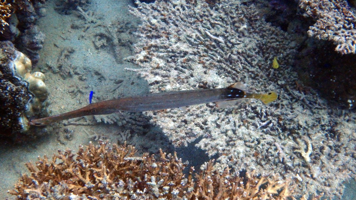 Aulostomus chinensis