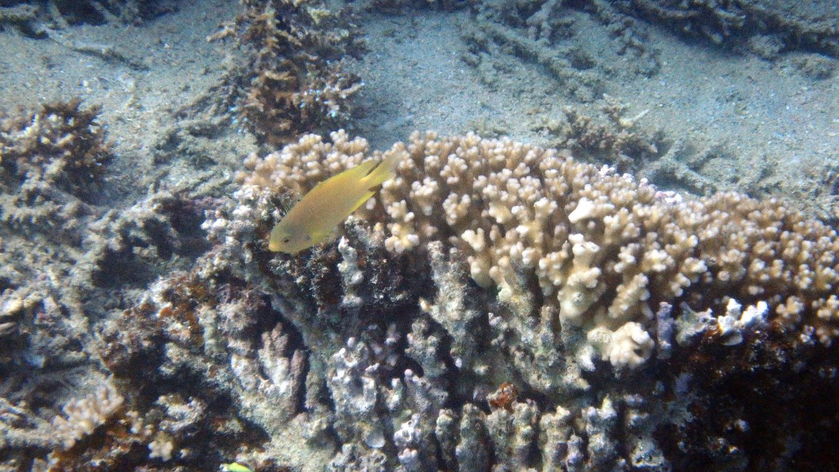 Amblyglyphidodon aureus