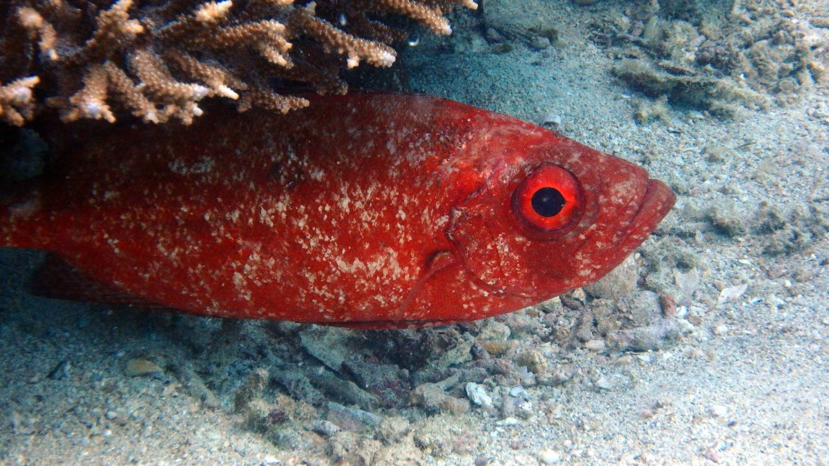 Priacanthus hamrur