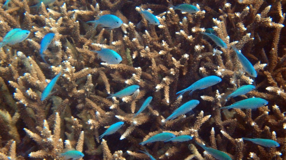 Chromis viridis