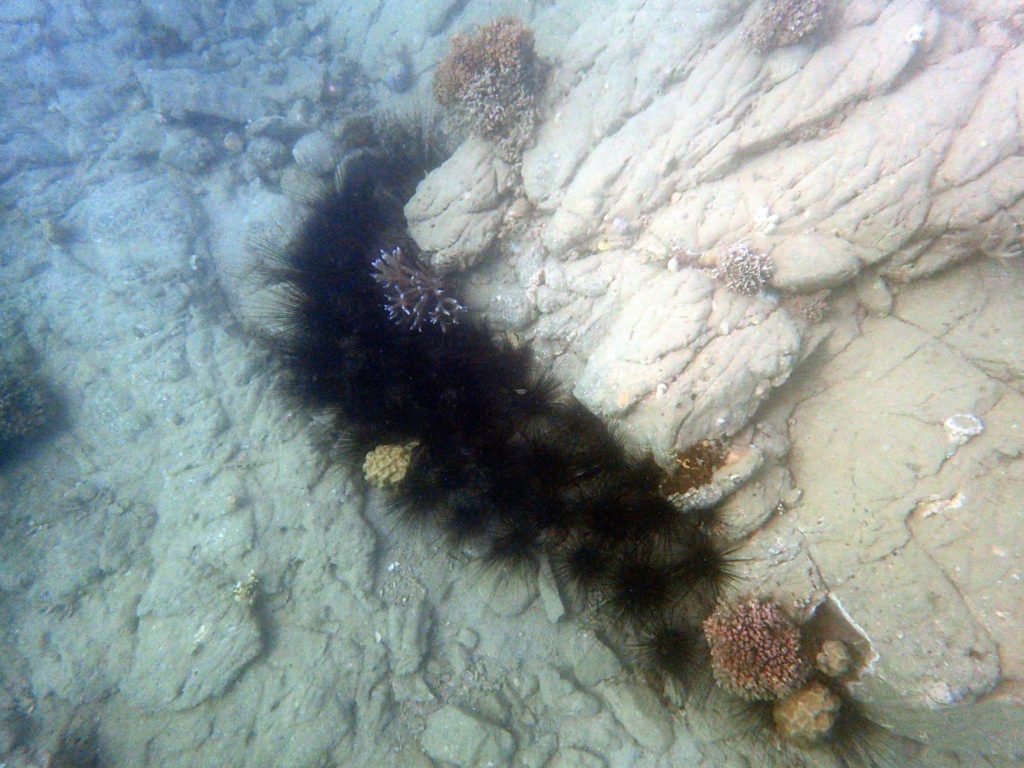 Diadema setosum