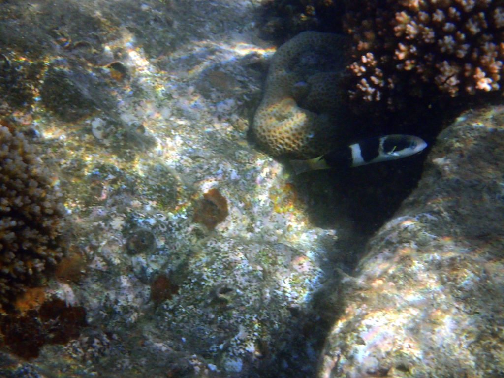 Thalassoma nigrofasciatum