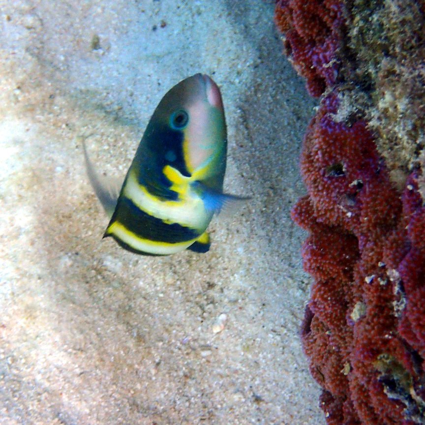 Thalassoma nigrofasciatum