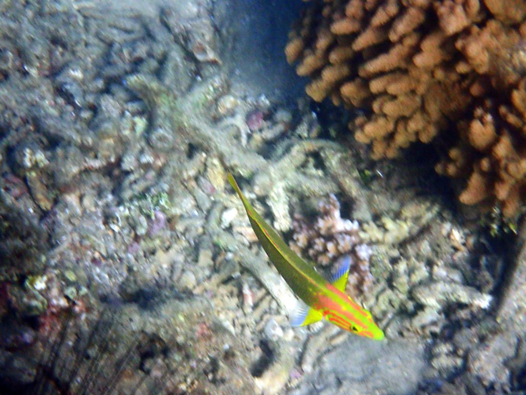 Thalassoma lutescens