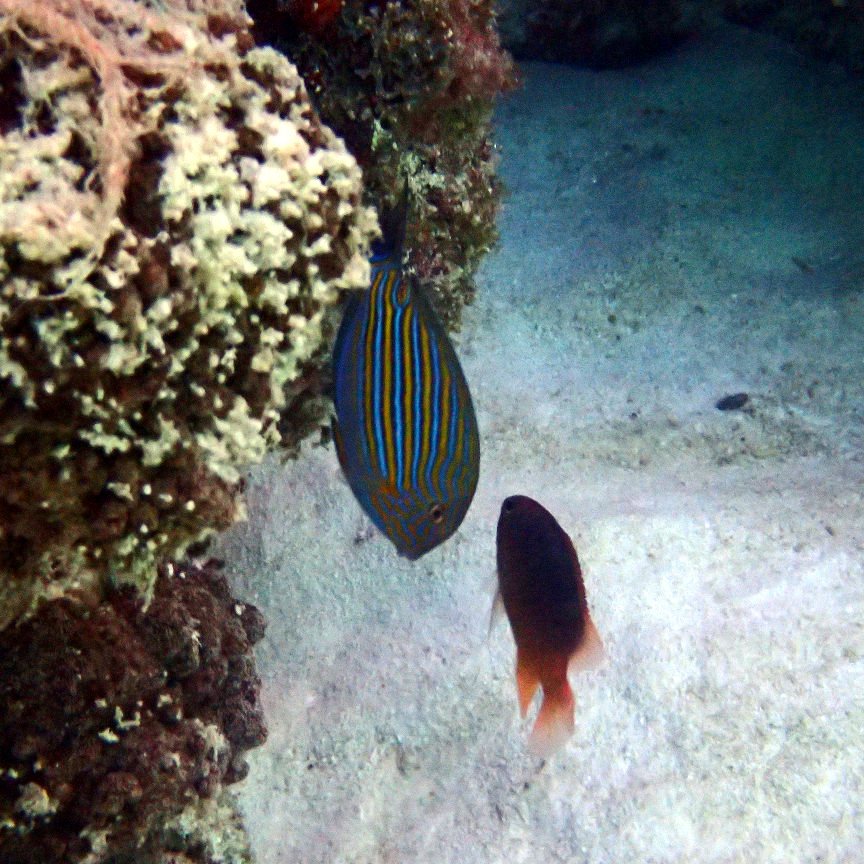 Acanthurus lineatus