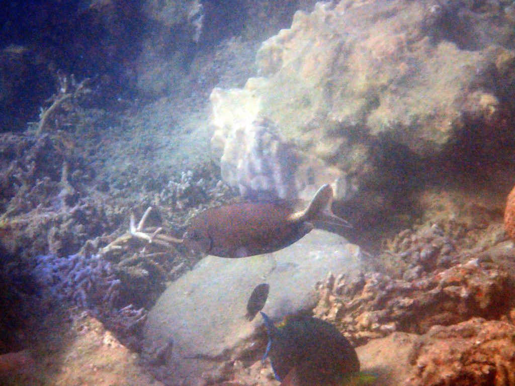 Siganus punctatus