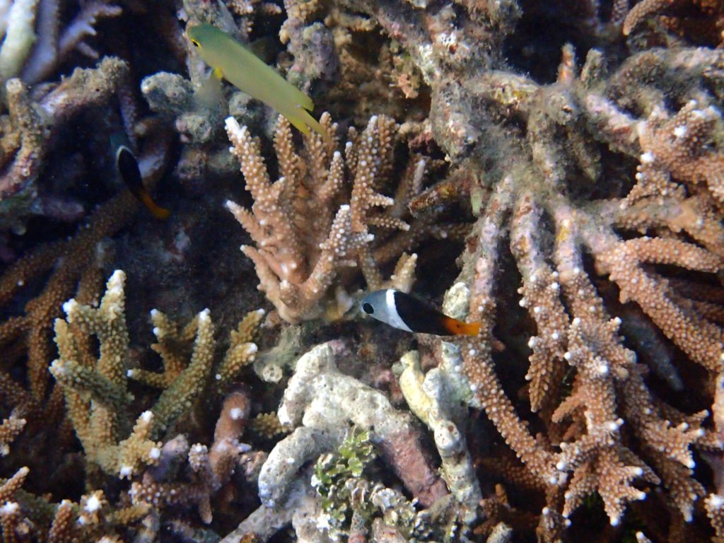 Hemigymnus melapterus