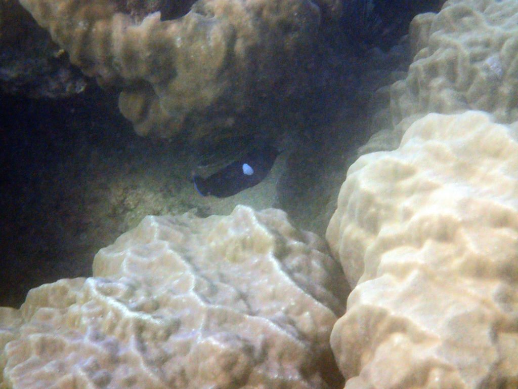 Centropyge tibicen