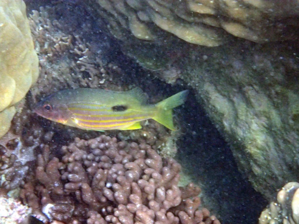 Lutjanus fulviflamma