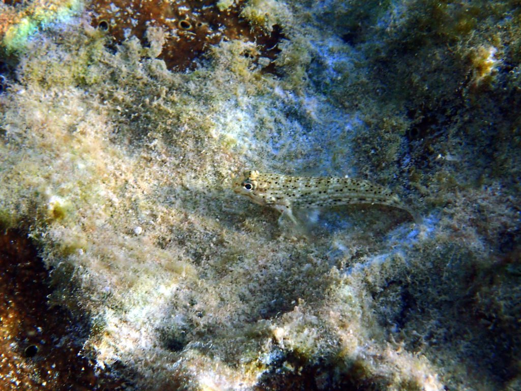 Istigobius decoratus