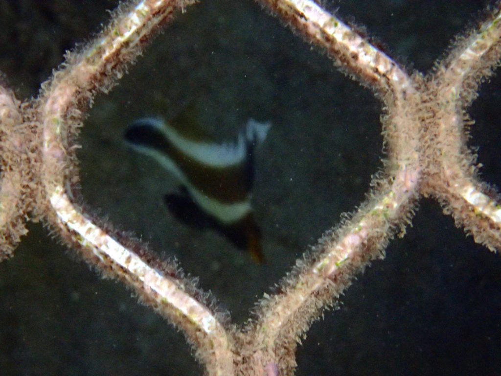 Heniochus chrysostomus