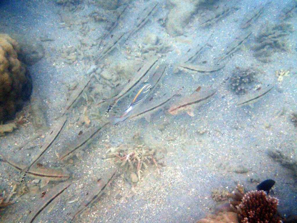 Upeneus tragula