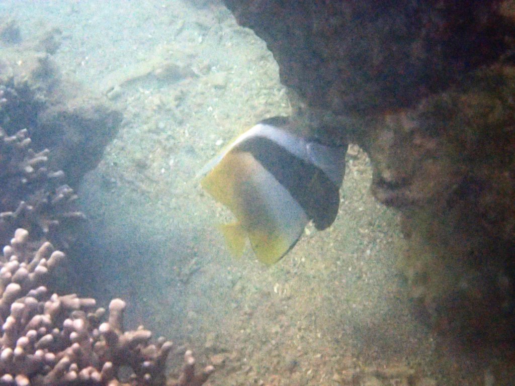 Heniochus monoceros