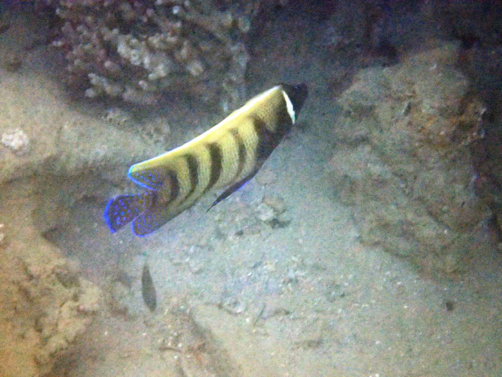 Pomacanthus sexstriatus