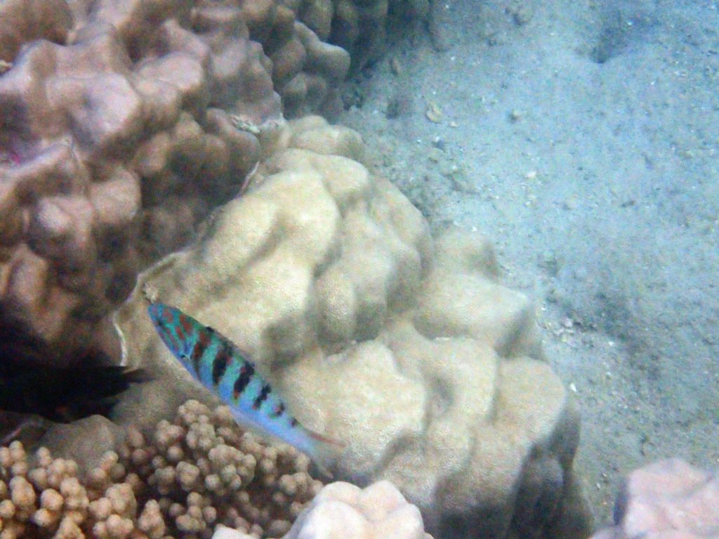 Thalassoma hardwicke