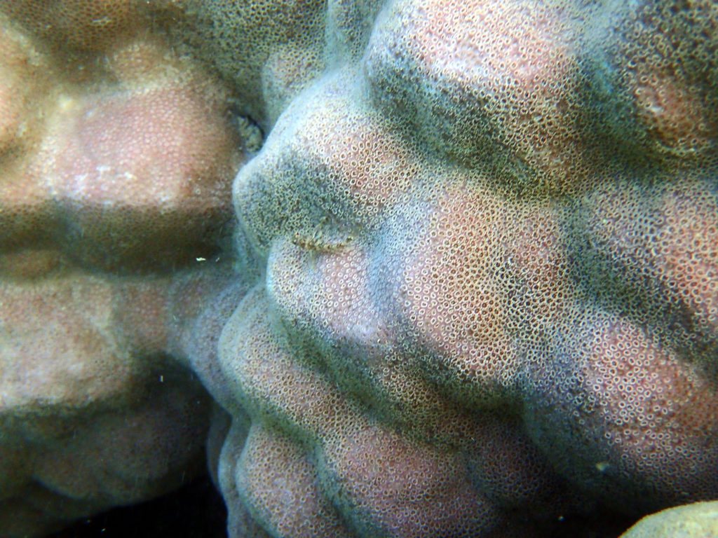 Norfolkia brachylepis