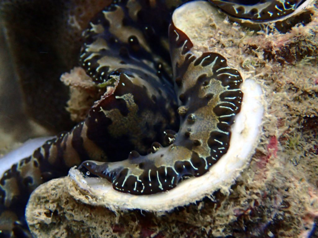 Bivalve