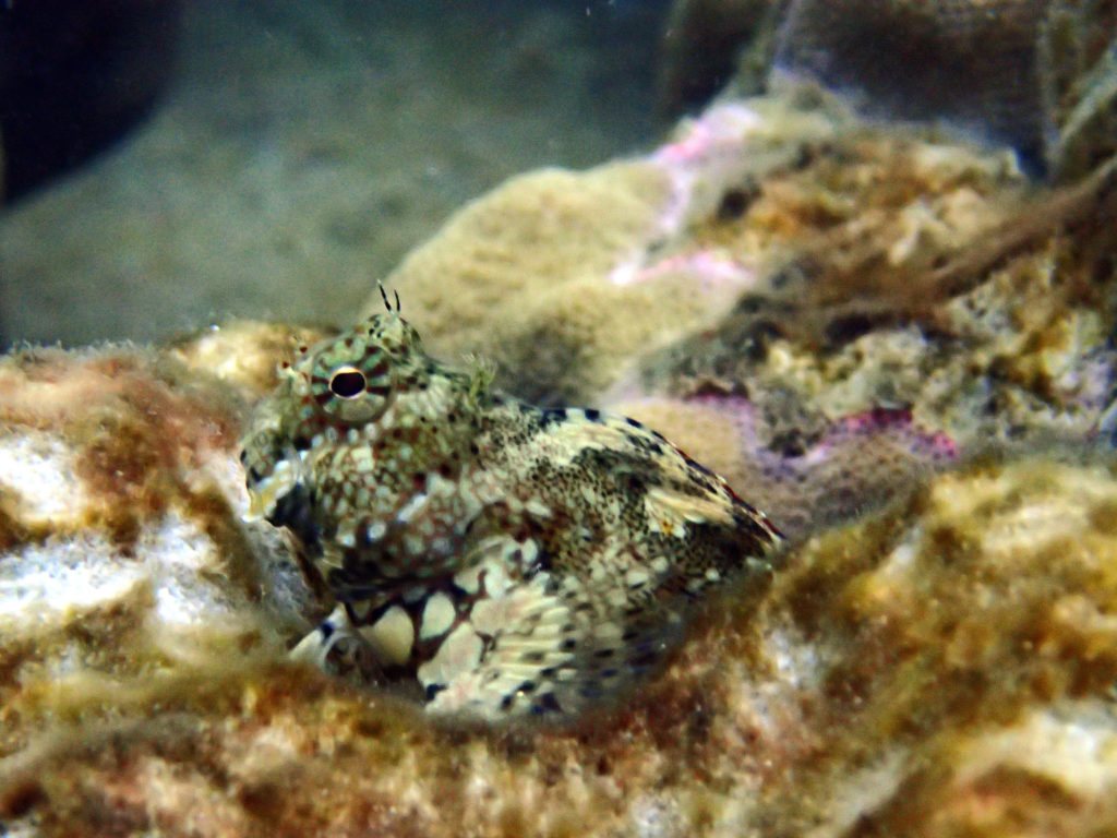 Salarias fasciatus