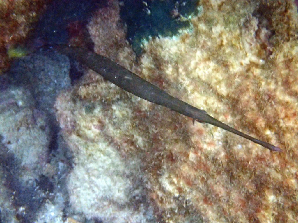 Aulostomus chinensis