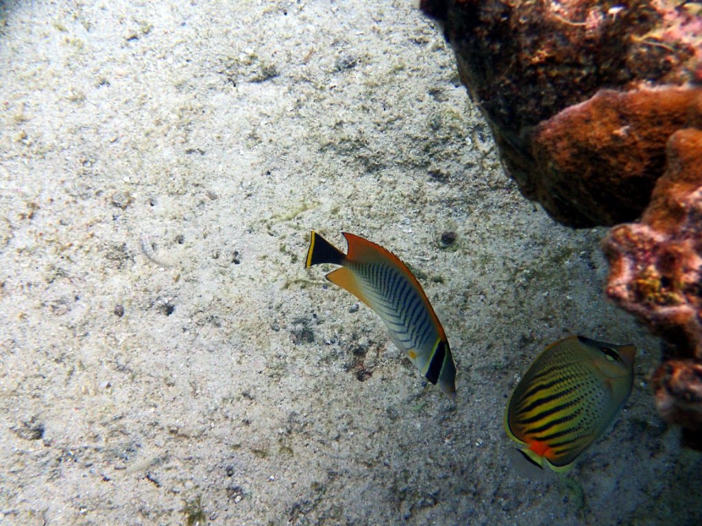 Chaetodon pelewensis