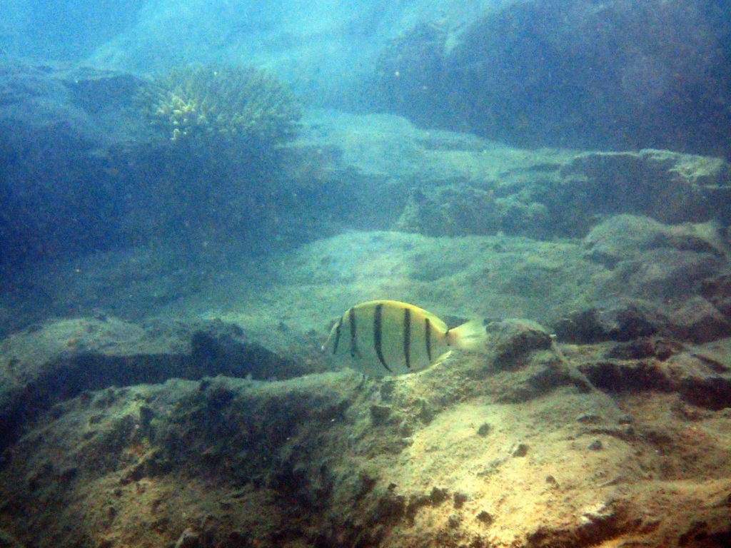 Acanthurus triostegus