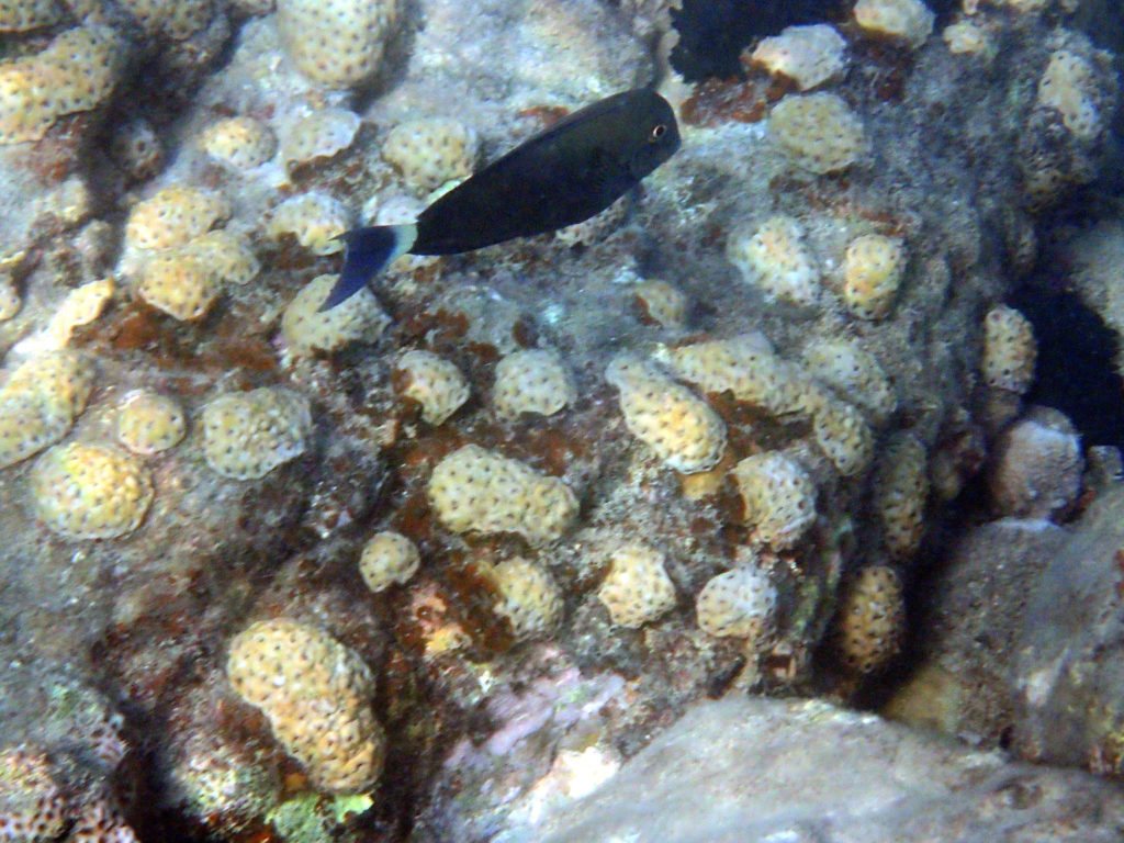 Acanthurus blochii