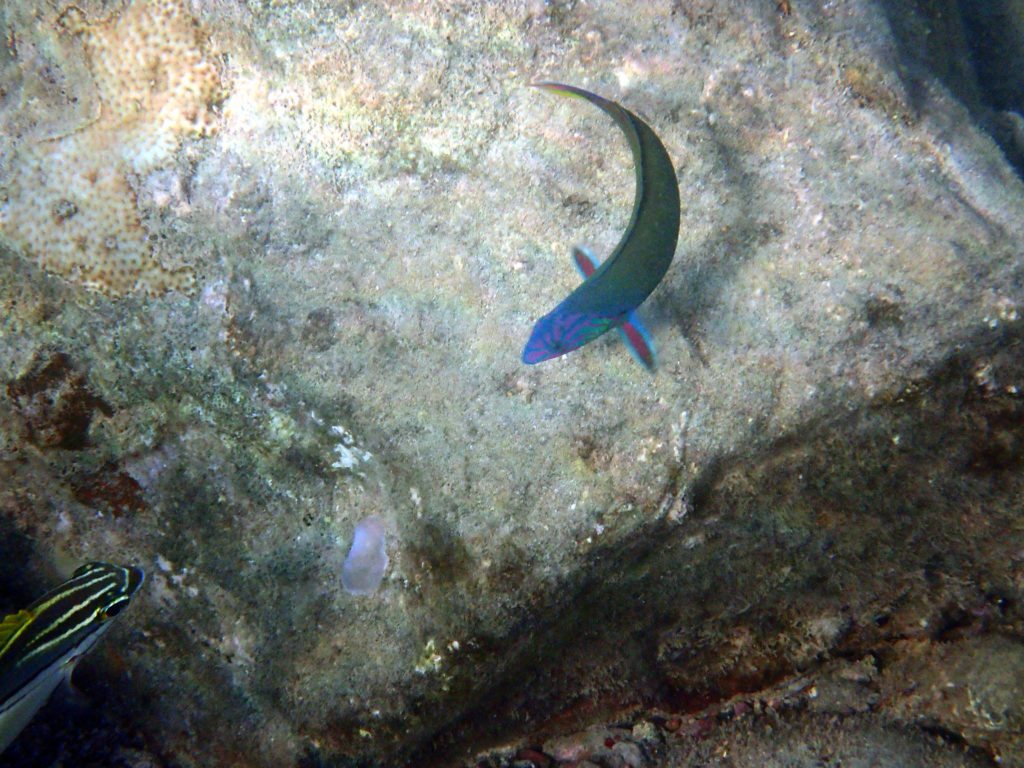 Thalassoma lunare
