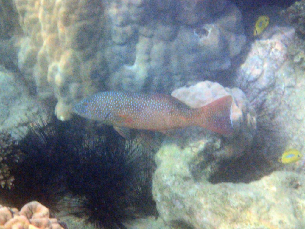 Plectropomus leopardus