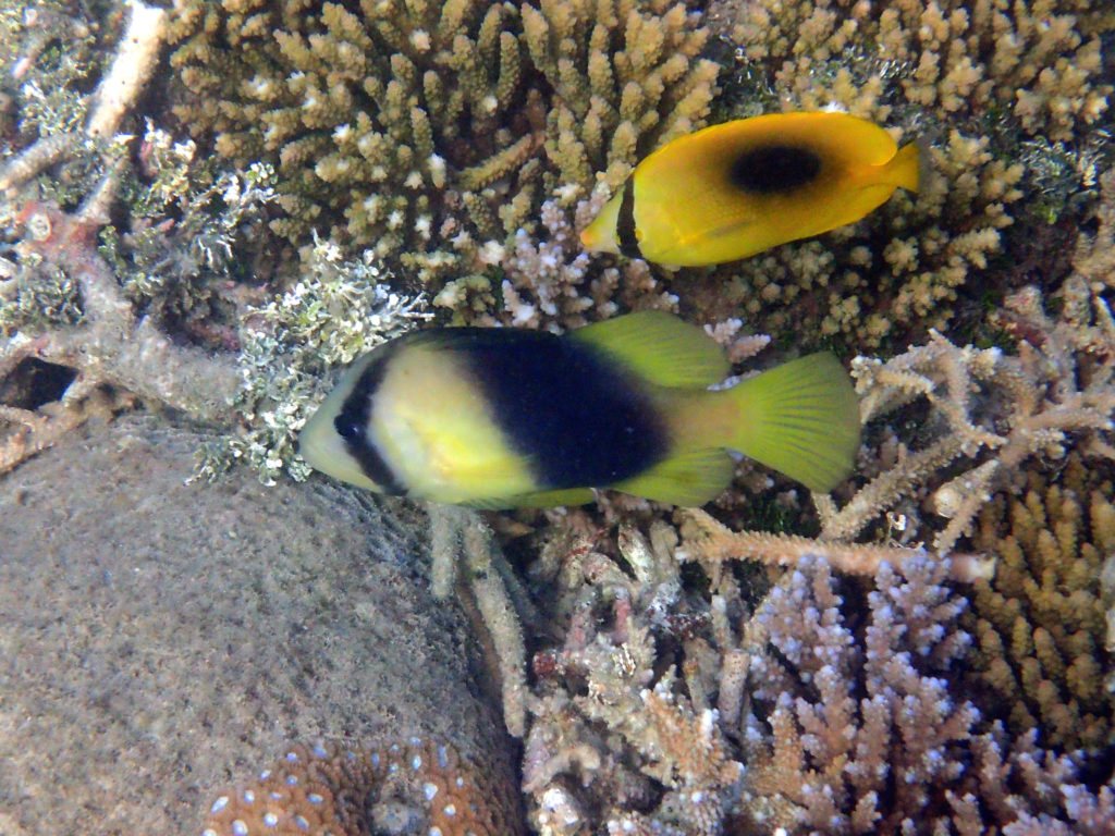 Diploprion bifasciatum