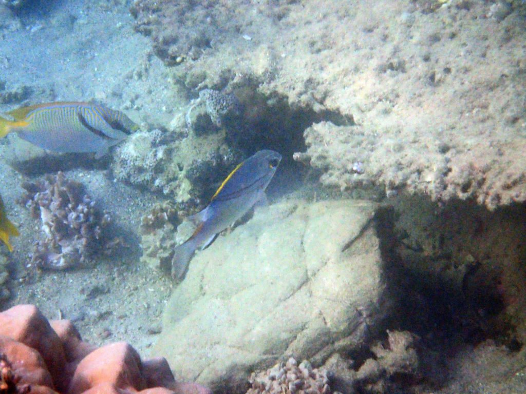 Scolopsis bilineata