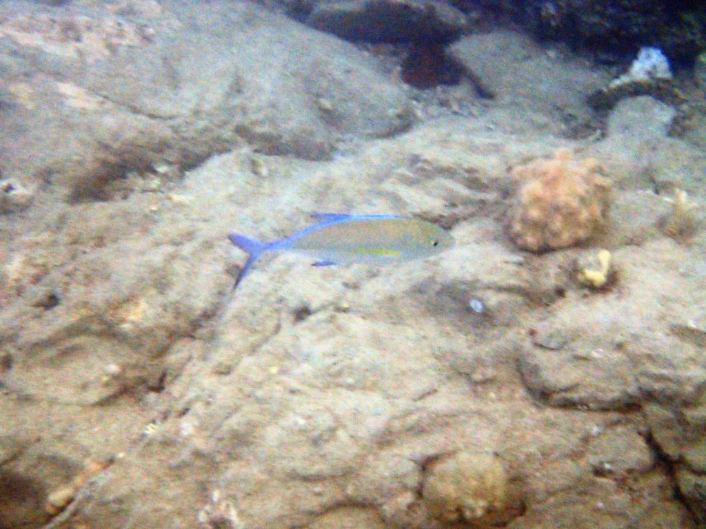 Caranx melampygus