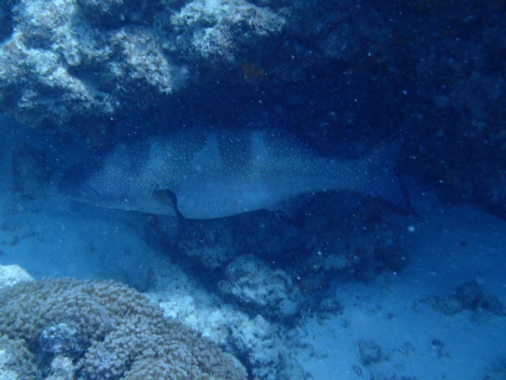 Plectropomus laevis