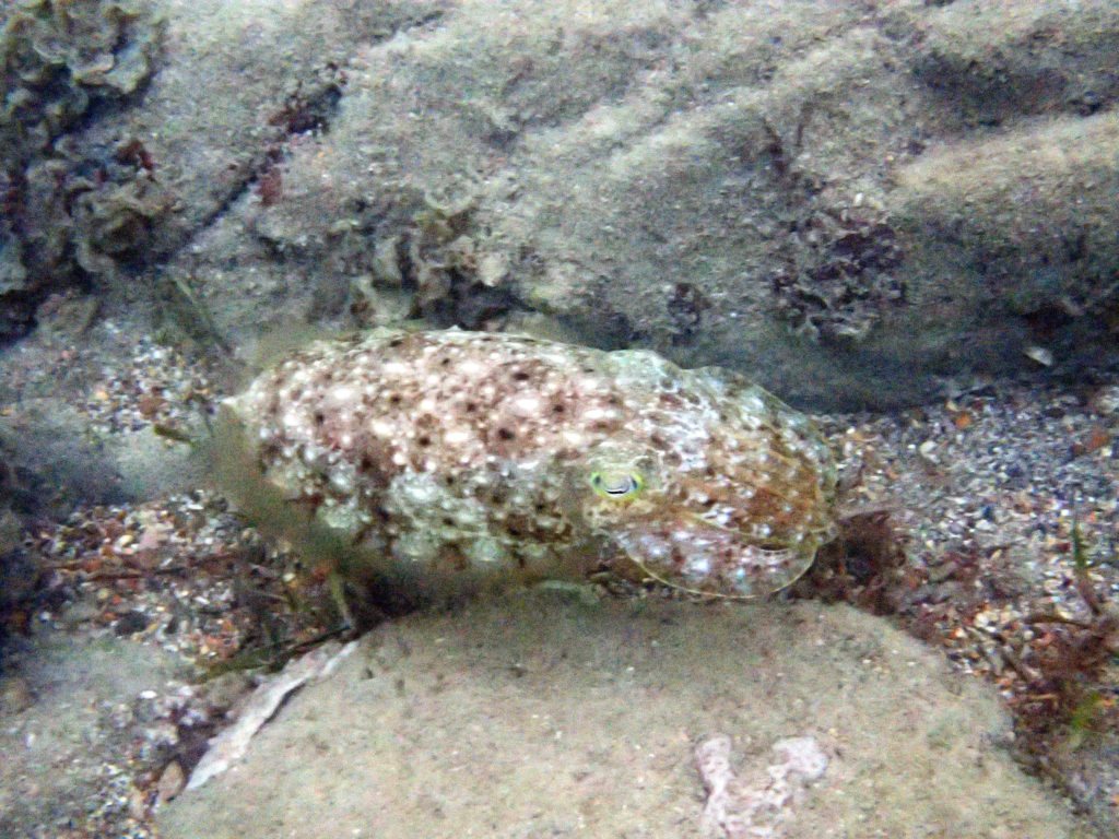 Seiche (Sepia latimanus)