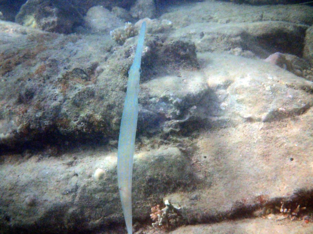 Fistularia commersonii