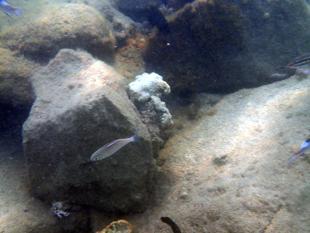 Scolopsis ciliata