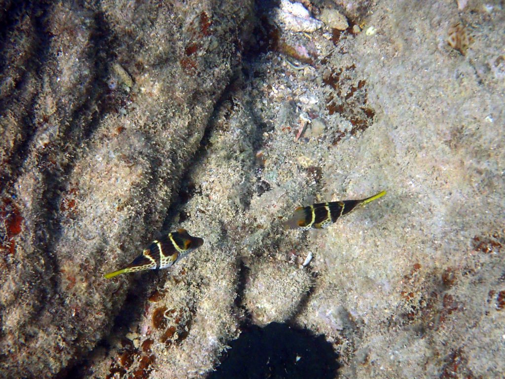 Canthigaster valentini