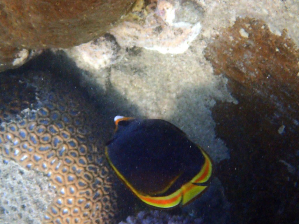 Chaetodon flavirostris