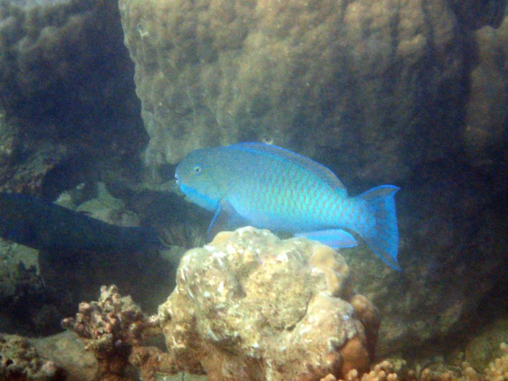 Chlorurus microrhinos