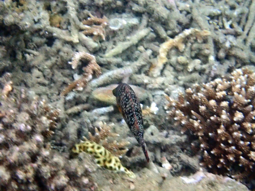 Cheilinus chlorourus