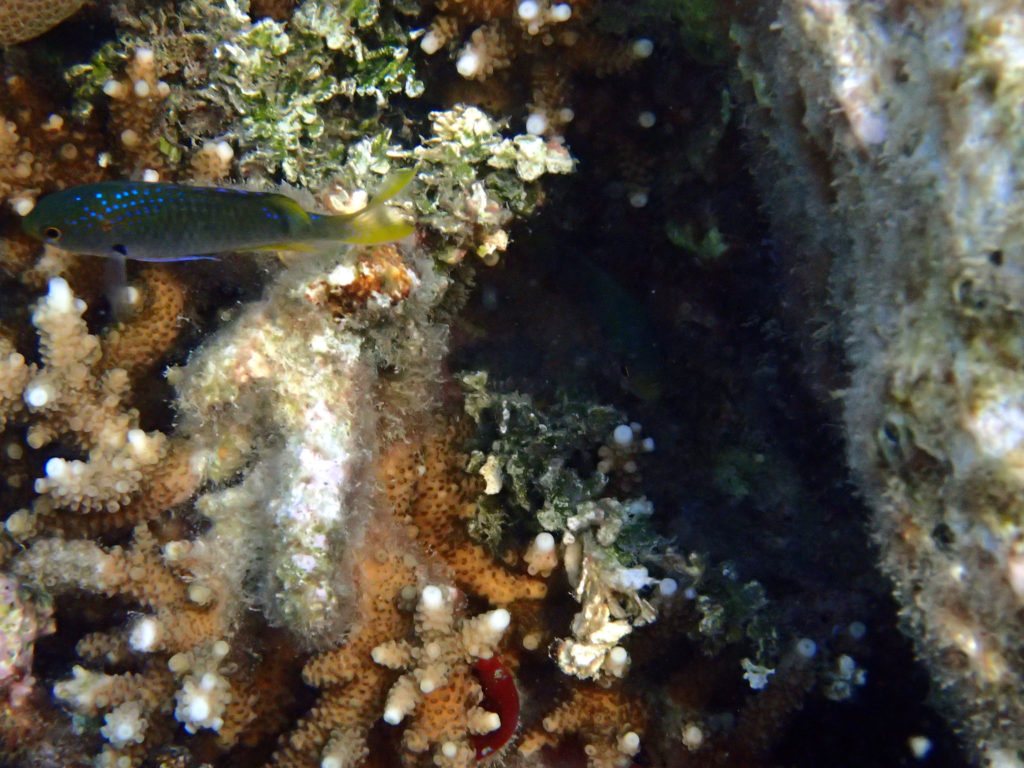 Neopomacentrus nemurus