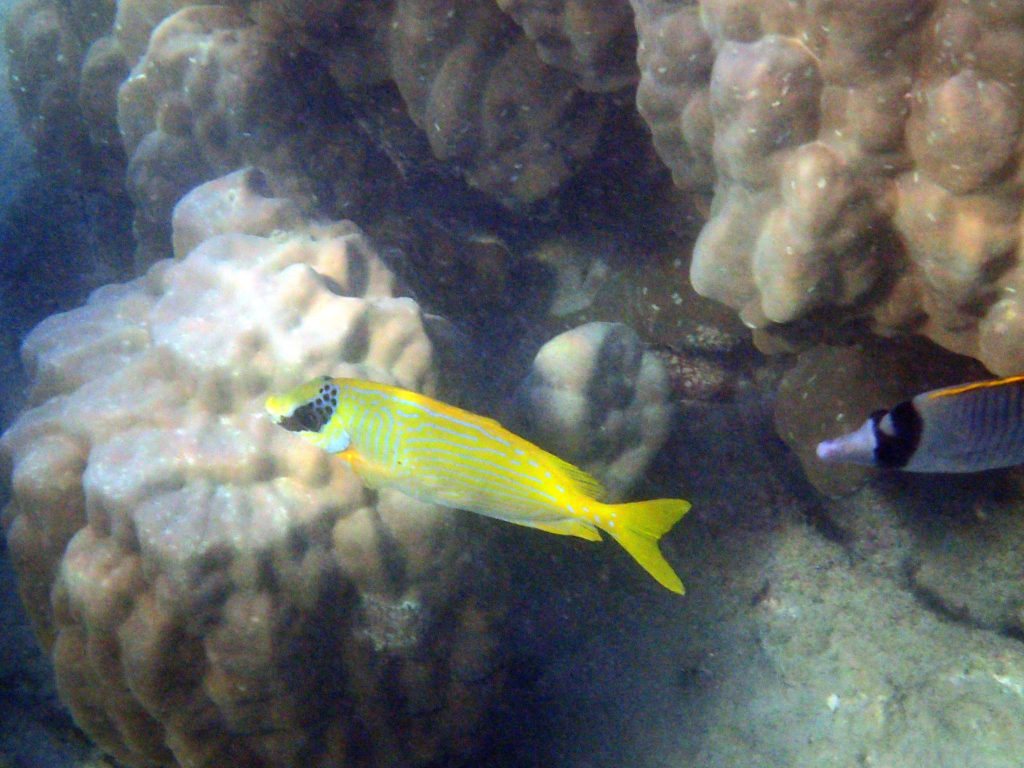 Siganus puellus