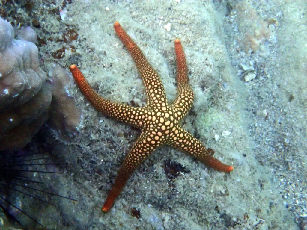 Nardoa novaecaledoniae